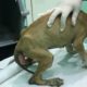 Rescue Abandoned Puppy With Rectum Was Exposed In A Forest