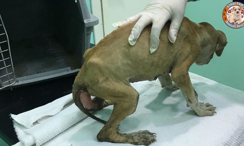 Rescue Abandoned Puppy With Rectum Was Exposed In A Forest