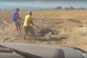 Rescue Animals Rescue A Baby Elephant Escape The Pond