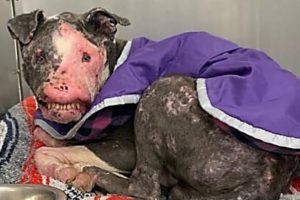 Rescue Homeless Dog Who Is Severely Disfigured and Had Given Up Hope Gets Recovering