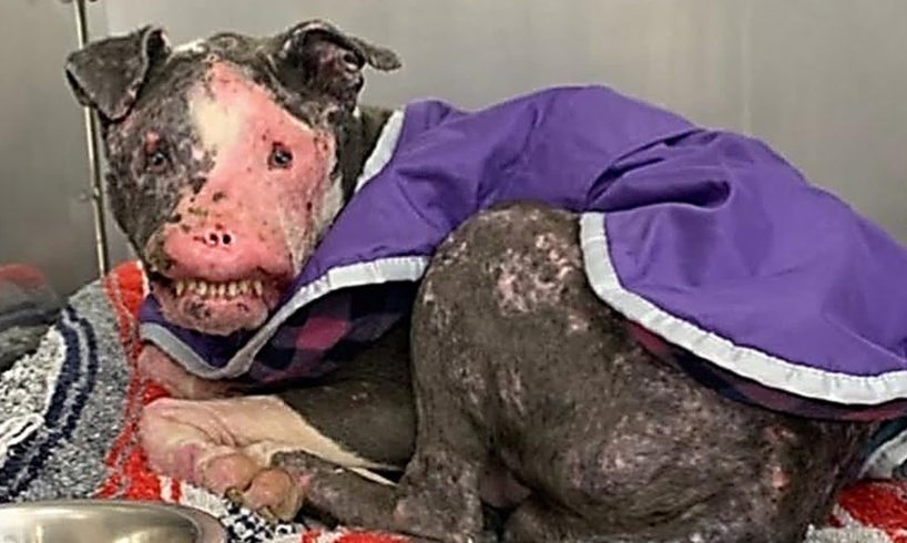 Rescue Homeless Dog Who Is Severely Disfigured and Had Given Up Hope Gets Recovering