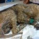 Rescue Hurt Dog Skin & Bones, Powerless, Smeel of infection, Many Worms | Happy Ending