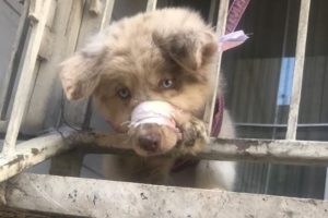 Rescue Little Puppy With His Mouth Tied and Was Chained On The Balcony - An Animal Abuse.