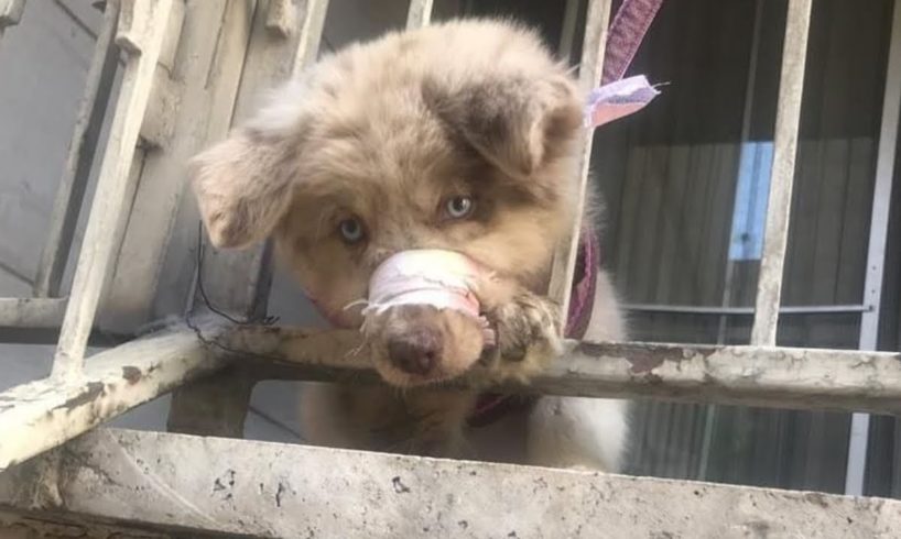 Rescue Little Puppy With His Mouth Tied and Was Chained On The Balcony - An Animal Abuse.