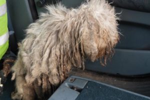 Rescue Miserable Dog Matted Fur Neglected for Years | Amazing Transformation