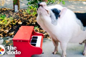 Rescue Pig Runs Wild At The Park | The Dodo Airbnb Experiences