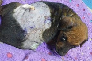 Rescue Poor Abandoned Puppies with Infected Wounds, Mange, Fleas.. | Heartbreaking