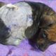 Rescue Poor Abandoned Puppies with Infected Wounds, Mange, Fleas.. | Heartbreaking