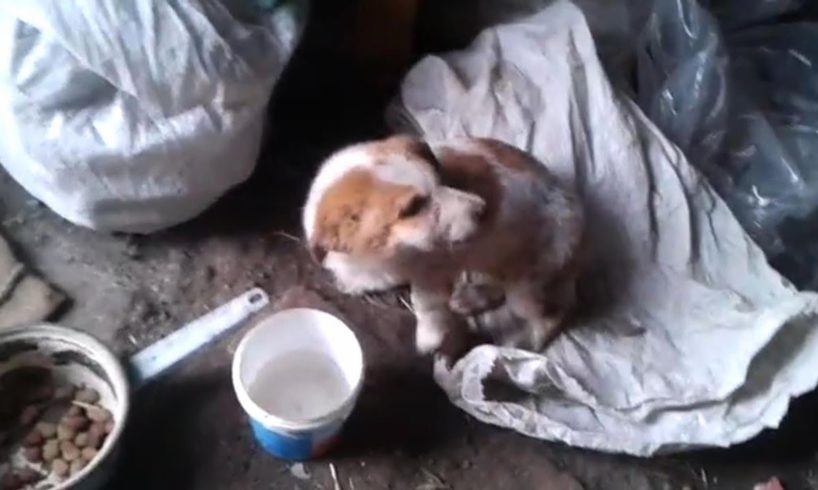 Rescue Poor Abandoned Puppy was Bite by Big Dog Broken Jaw, Swollen Face | Heartbreaking
