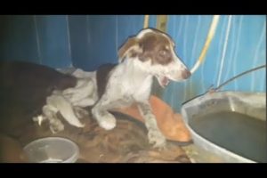 Rescue Poor Dog Abused Broken jaw Bone |Animal Rescue TV