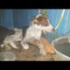 Rescue Poor Dog Abused Broken jaw Bone |Animal Rescue TV