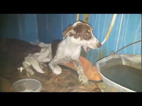 Rescue Poor Dog Abused Broken jaw Bone |Animal Rescue TV