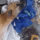 Rescue Poor Dog Had Kidney Failure & Lying Still On The Deserted House