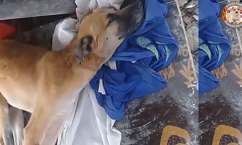 Rescue Poor Dog Had Kidney Failure & Lying Still On The Deserted House