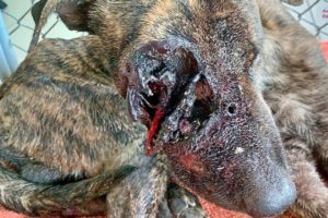 Rescue Poor Dog Have Been SHOT In The Leg Then Got Hit By a Car and Left To Die.