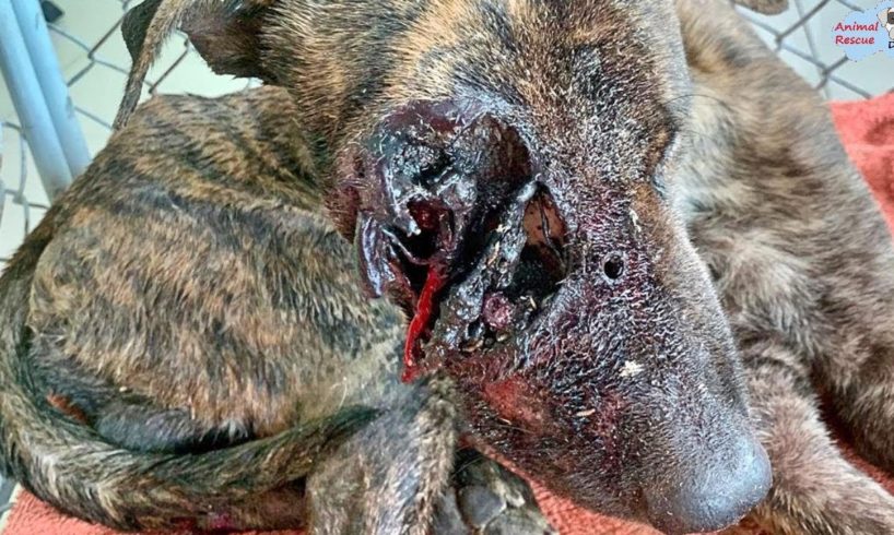 Rescue Poor Dog Have Been SHOT In The Leg Then Got Hit By a Car and Left To Die.