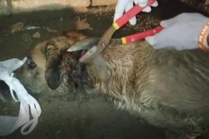 Rescue Poor Dog Wandering in The Street, Neck Was Seriously injured