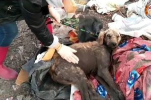 Rescue Poor Dog Was Abandoned In Landfills Make You Cann't Hold Tears
