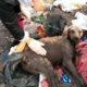 Rescue Poor Dog Was Abandoned In Landfills Make You Cann't Hold Tears