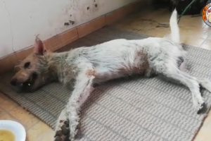 Rescue Poor Dog Was Broke Spine & Lying In A Pond & Amazing Transformation