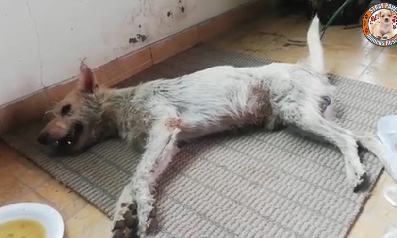 Rescue Poor Dog Was Broke Spine & Lying In A Pond & Amazing Transformation
