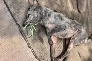 Rescue Poor Dog Was Unable to Walk & In a Terrible State That Have Showed Us He Want to Live