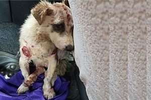Rescue Poor Dog Who Covered With Wounds Requiring Stitches at The Meat Market