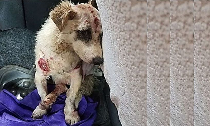 Rescue Poor Dog Who Covered With Wounds Requiring Stitches at The Meat Market