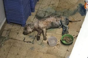 Rescue Poor Dog With Liver Failure, Kidney Failure & Body Is Rotten