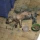 Rescue Poor Dog With Liver Failure, Kidney Failure & Body Is Rotten