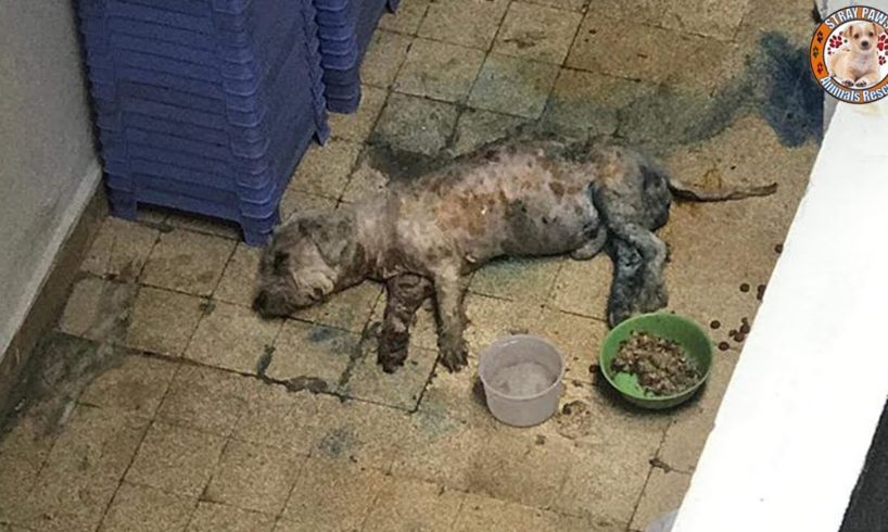 Rescue Poor Dog With Liver Failure, Kidney Failure & Body Is Rotten