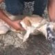 Rescue Poor Dog was Poisioned By Hell People