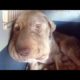 Rescue Poor Old Abandoned Dog with Big TUMORS on Face Happy Ending |Animal Rescue TV