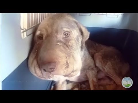 Rescue Poor Old Abandoned Dog with Big TUMORS on Face Happy Ending |Animal Rescue TV