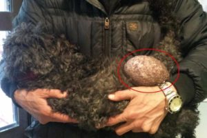 Rescue Poor Old Abandoned Dog with Big TUMORS on Street |Happy Ending