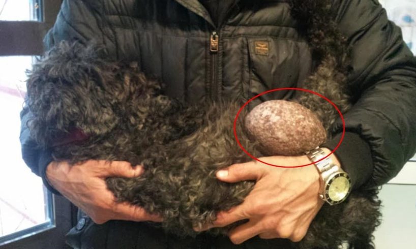 Rescue Poor Old Abandoned Dog with Big TUMORS on Street |Happy Ending