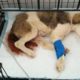 Rescue Poor Puppy Suffered Pains with PARVO Sick