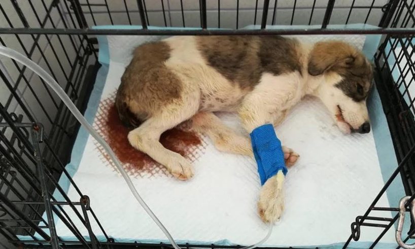 Rescue Poor Puppy Suffered Pains with PARVO Sick