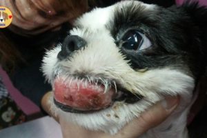 Rescue Poor Puppy with TUMOR Cancer Mouth Suffered Many Pains for Years