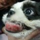 Rescue Poor Puppy with TUMOR Cancer Mouth Suffered Many Pains for Years