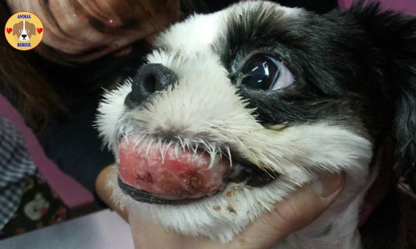 Rescue Poor Puppy with TUMOR Cancer Mouth Suffered Many Pains for Years