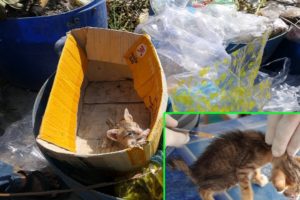 Rescue Poor Skinny Kitten Which Throw In The Waste Bin By Inhuman | Abandoned Little Kitten