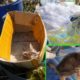 Rescue Poor Skinny Kitten Which Throw In The Waste Bin By Inhuman | Abandoned Little Kitten