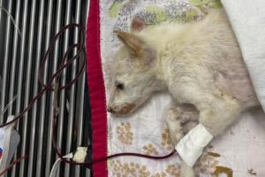 Rescue Poor Stray Puppy Dehydrated in Forest waiting Death | Amazing Transformation