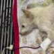 Rescue Poor Stray Puppy Dehydrated in Forest waiting Death | Amazing Transformation