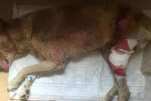 Rescue Poor old Dog was Abandoned Because TUMOR Sick | Amazing Transformation