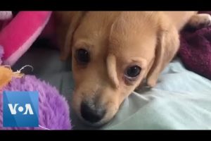Rescue Puppy With Tail Growing Out of Forehead Goes Viral