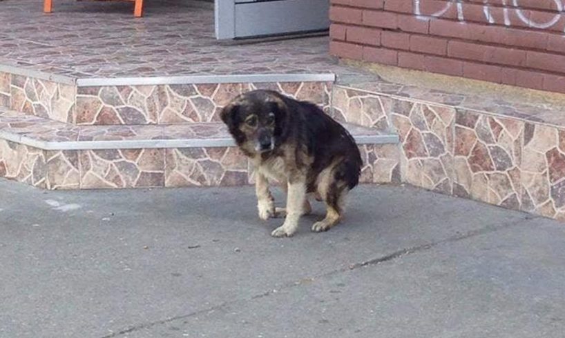 Rescue Stray Dog Broken Leg in barbaric Way by Monters People on Street | Hearbreaking