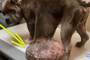 Rescue Stray Dog With Giant Tumor Almost As Big As Her & Amazing Recovery
