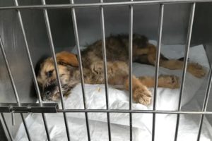 Rescue Stray Puppy with PARVO disease | Heartbreaking